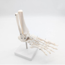 Модель скелета стопи людини 1:1, рухома, на підставці
