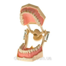 Модель тренувальна зі знімними зубами (нижня і верхня щелепа)