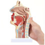 Модель носоглотки людини - сагітальний розріз