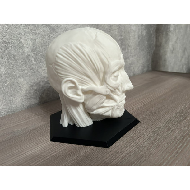 Анатомічна модель голови (М'язи та Череп)