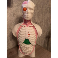 Анатомічна модель тулуба людини 55 см