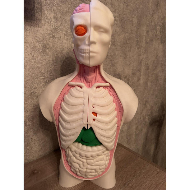 Анатомічна модель тулуба людини 55 см  висоти