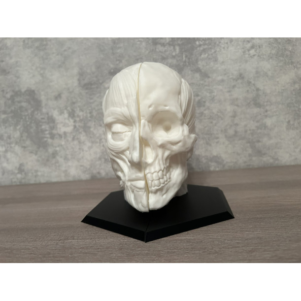 Анатомічна модель голови (М'язи та Череп)