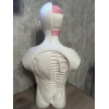 Анатомічна модель тулуба людини 55 см  висоти