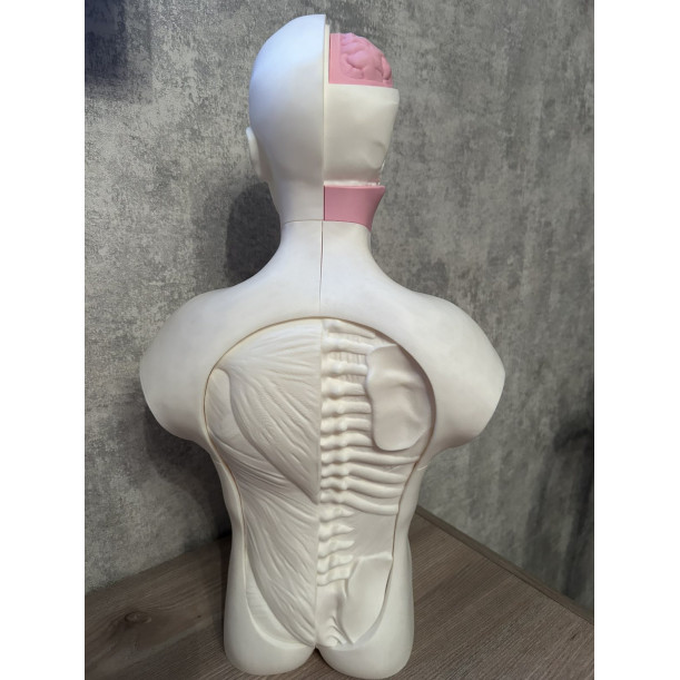 Анатомічна модель тулуба людини 55 см  висоти
