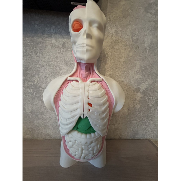 Анатомічна модель тулуба людини 55 см  висоти