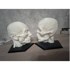 Анатомічна модель голови  людини  з двох частин