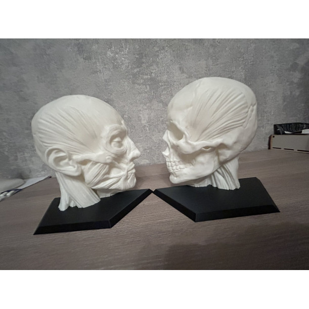 Анатомічна модель голови (М'язи та Череп)