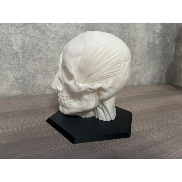 Анатомічна модель голови (М'язи та Череп)