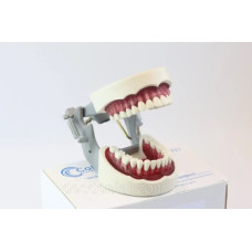 Модель стоматологічна Columbia Dentoform