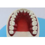 Модель стоматологічна Columbia Dentoform