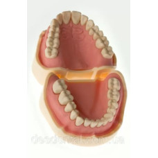 Модель тренувальна зі знімними зубами (верхня щелепа або нижня щелепа )