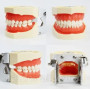 Модель стоматологічна  тренувальна для фантома