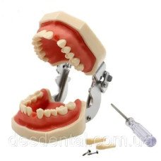 Модель стоматологічна  тренувальна для фантома