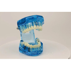 Модель стоматологічна