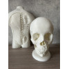 Анатомічна модель черепа людини 1:1 на 18 частин — професійний розбірний муляж