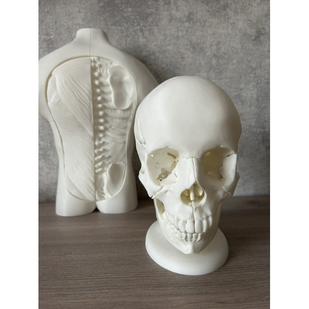 Анатомічна модель черепа людини 1:1 на 18 частин — професійний розбірний муляж
