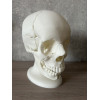 Анатомічна модель черепа людини 1:1 на 18 частин — професійний розбірний муляж