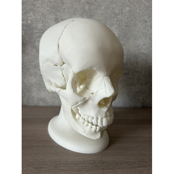Анатомічна модель черепа людини 1:1 на 18 частин — професійний розбірний муляж