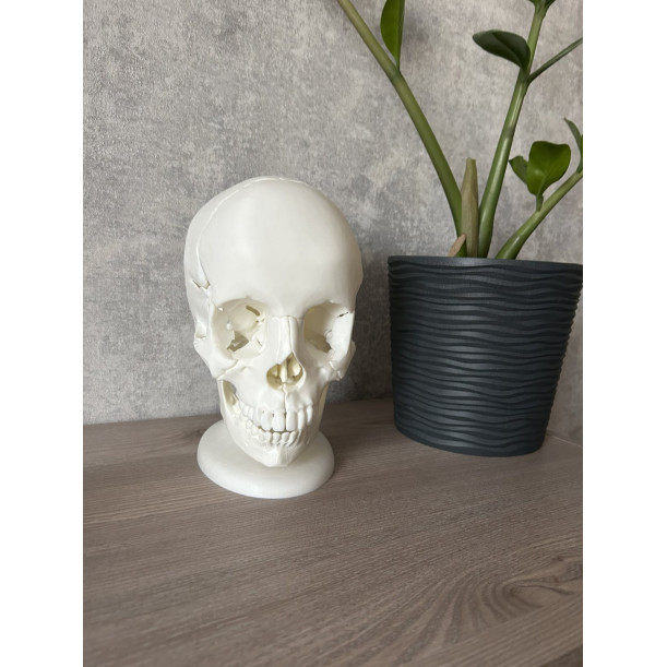 Анатомічна модель черепа людини 1:1 на 18 частин — професійний розбірний муляж