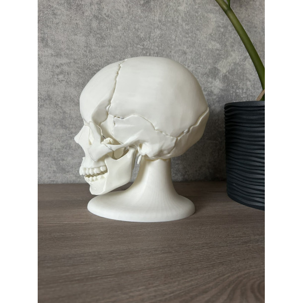 Анатомічна модель черепа людини 1:1 на 18 частин — професійний розбірний муляж