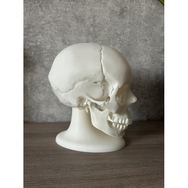 Анатомічна модель черепа людини 1:1 на 18 частин — професійний розбірний муляж