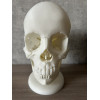 Анатомічна модель черепа людини 1:1 на 18 частин — професійний розбірний муляж